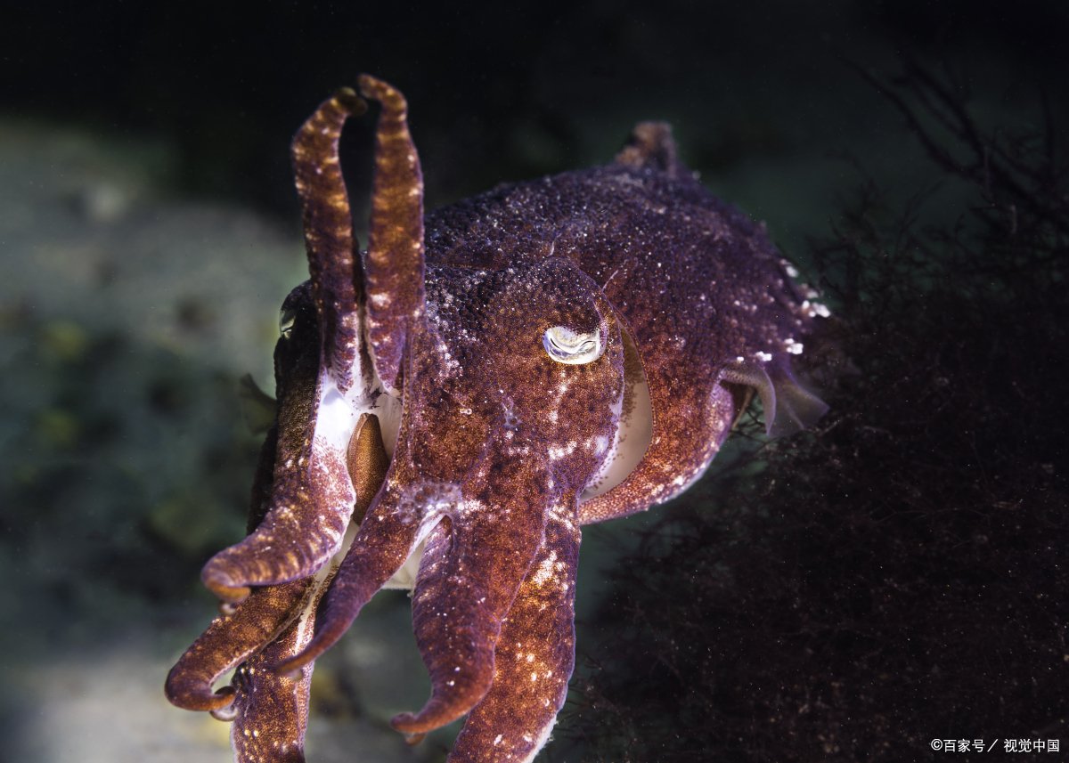 剧毒蓝环章鱼当宠物卖,被蓝环章鱼咬了怎么办?