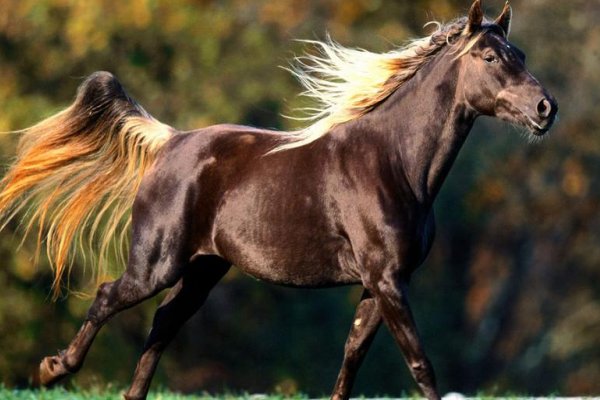 筋疲力尽.打一生肖