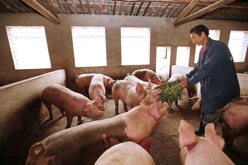 国家发改委两天三次出手稳猪价，CPI的走势将会如何？