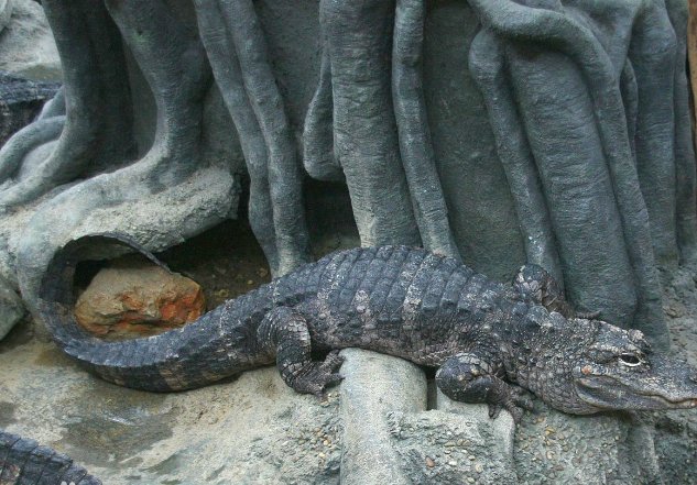 关于扬子鳄的资料