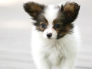 蝴蝶犬从小到大的变化