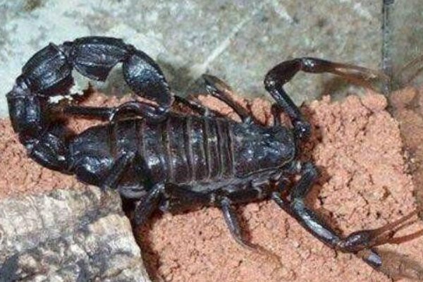 地球上4大最毒的蝎子