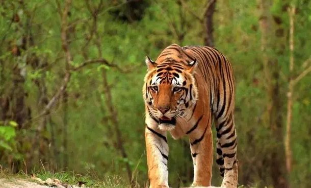 灭顶之灾解生肖