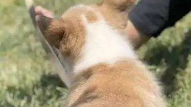 上海一小区宠物狗被扑杀了，工作人员为何会扑杀小狗？