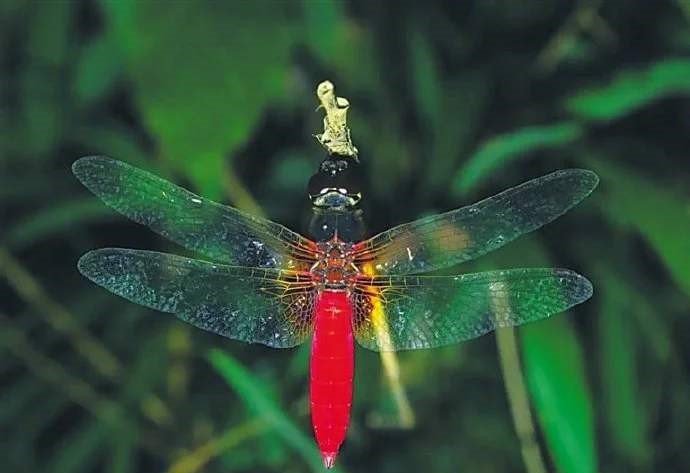 海南首次发现蜻蜓新物种，这说明我们的环境变好了么？