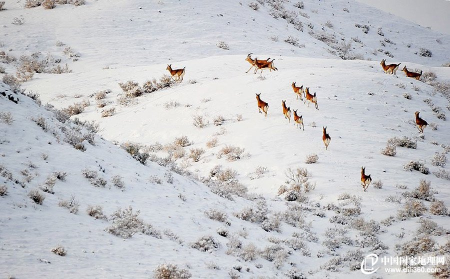 山羚的地理分布