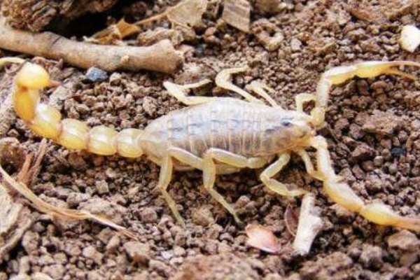 地球上4大最毒的蝎子