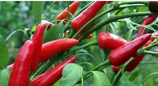 为什么很多人在不开心的时候就想吃辣？