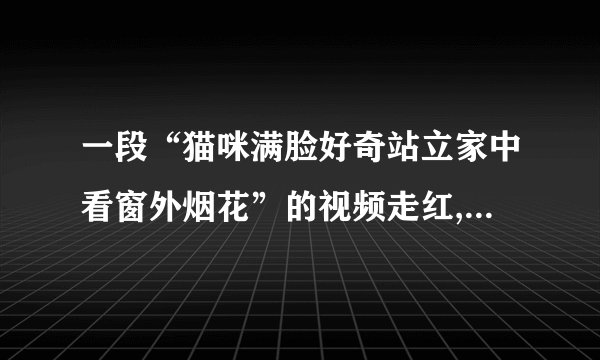 一段“猫咪满脸好奇站立家中看窗外烟花”的视频走红,主人对此有何回应...