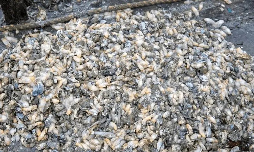 “白泥蚂”大举入侵青岛海域，这种生物有何危害？