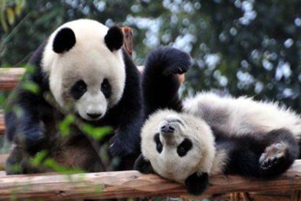 大熊猫热情跟游客击掌互动，努力营业的大熊猫你喜欢吗？