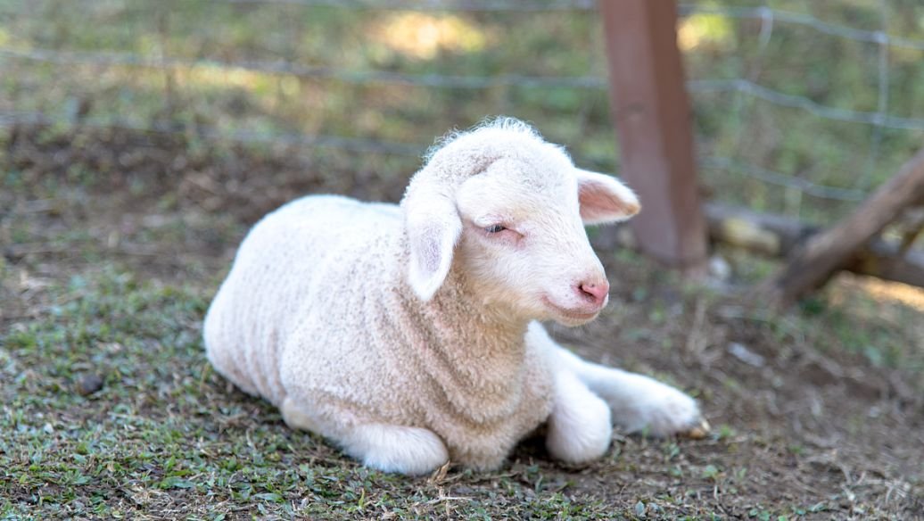 母羊生殖系统的主要特点是什么?