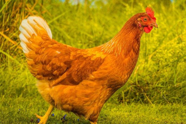 秋雨绵绵的意思是什么生肖