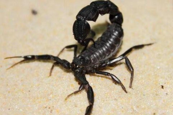 地球上4大最毒的蝎子