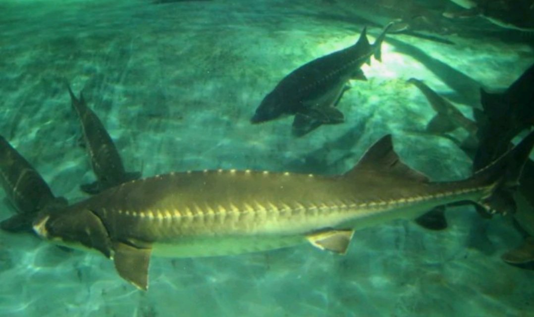 渔民捕获一条50多公斤野生中华鲟终放生,这种生物到底有何来头?