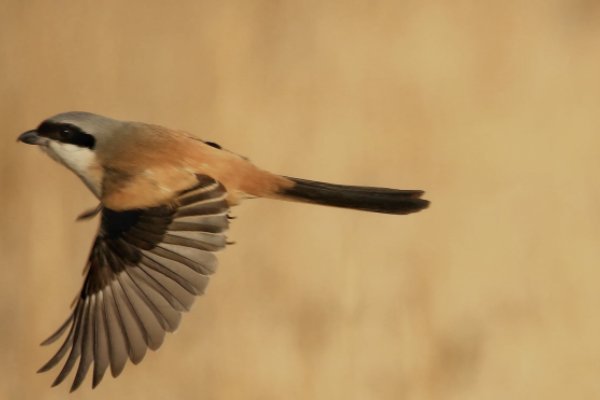伯劳鸟站架多高