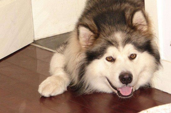 阿拉斯加雪橇犬吃什么