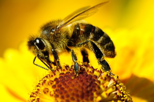 蜜蜂可以比作什么人