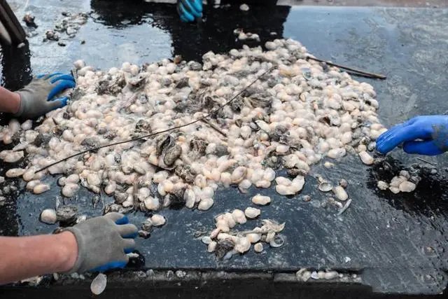 “白泥蚂”大举入侵青岛海域，这种生物有何危害？