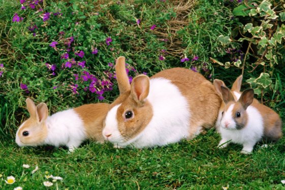 小白兔为什么会蹦蹦跳跳？