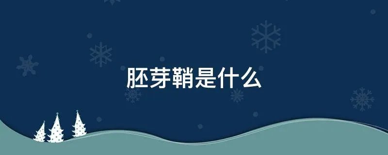 胚芽鞘是什么