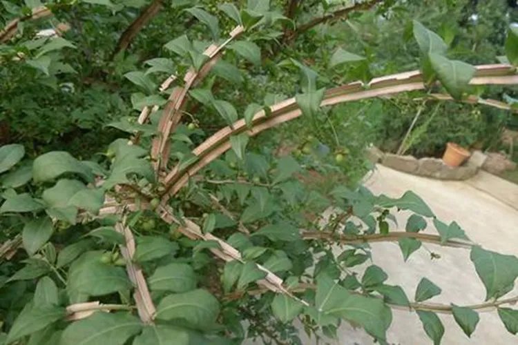 鬼箭羽图片大全