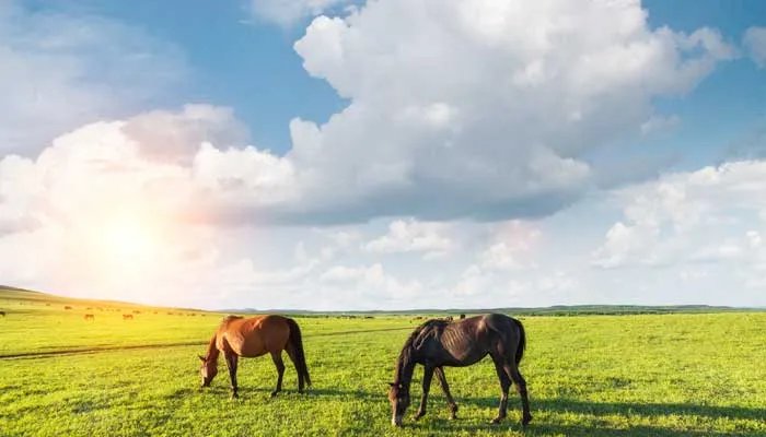 人有卖骏马者文言文翻译 人有卖骏马者文言文翻译启示