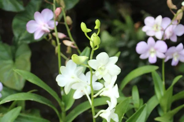 铁皮石斛花的功效与作用吃法