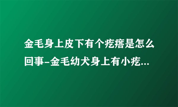 金毛身上皮下有个疙瘩是怎么回事-金毛幼犬身上有小疙瘩是怎么回事怎么治疗?