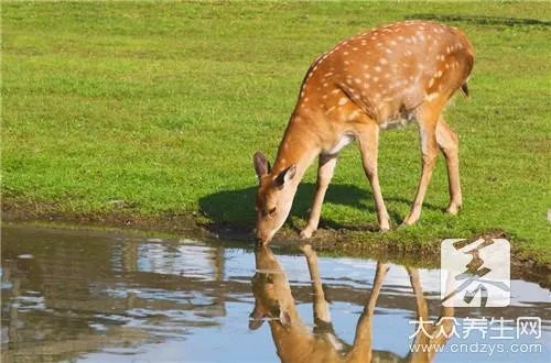 梅花鹿茸怎么吃呢？