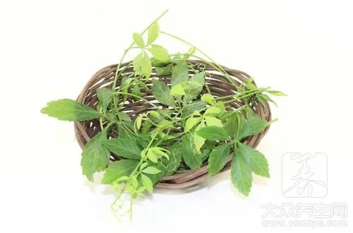 绞股蓝茶叶的功效与作用是什么