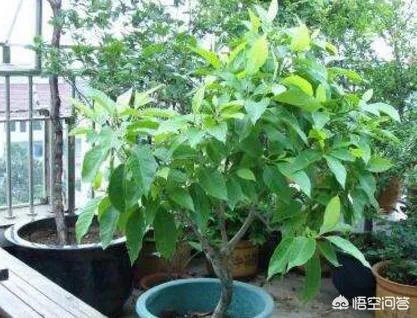 白兰花树怎么养殖?