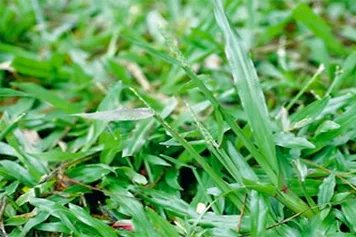 油草的功效与作用