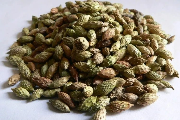 苍耳子图片大全