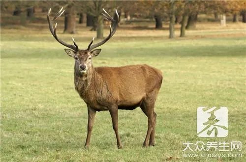 梅花鹿茸怎么吃呢？