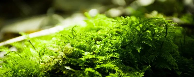 为什么青岛会有浒苔 青岛浒苔的形成原因