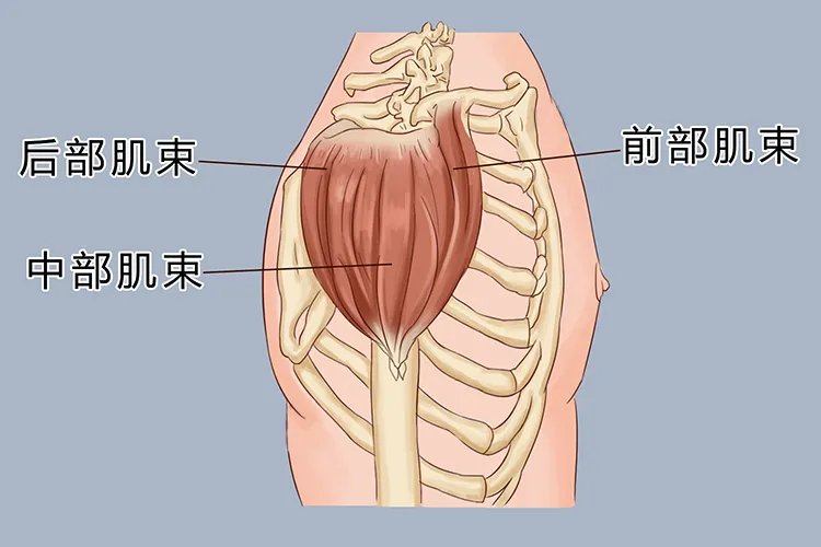 三角肌在哪个位置图片