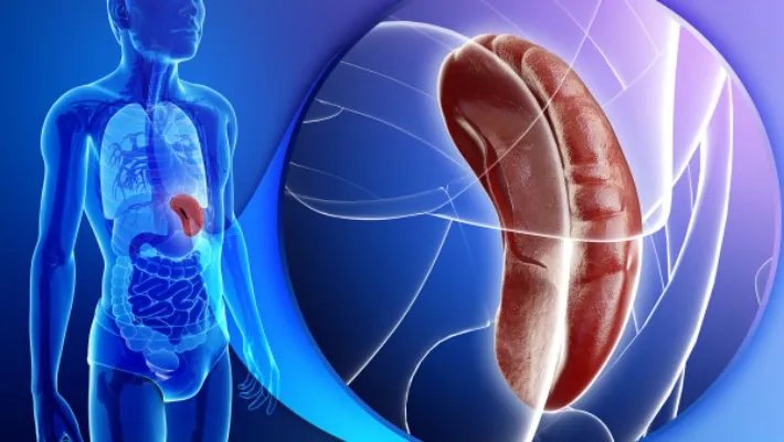 脾虚的女人老得快