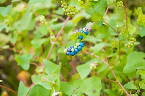 刺苋有什么功效和用途