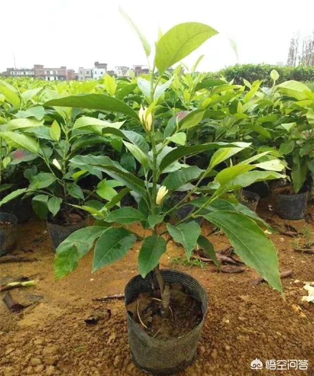 白兰花树怎么养殖?