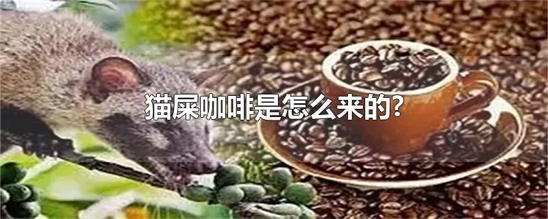 猫屎咖啡是怎么来的?