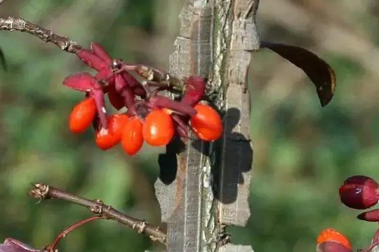 鬼箭羽图片大全