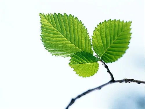 树叶的作用有哪些 植物叶子的功效介绍