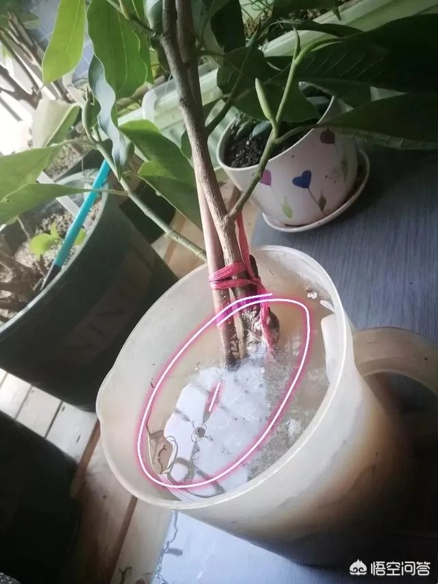 白兰花树怎么养殖?