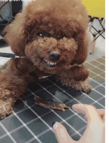 求超级搞笑的图片?