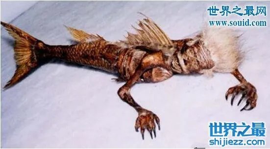 美人鱼化石,美人鱼才不是传说中的生物