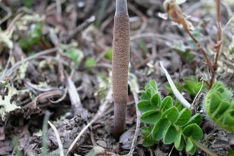 冬虫夏草植物图片大全