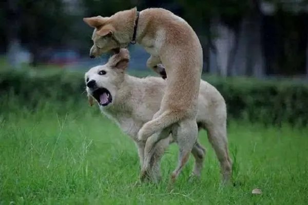 梦见狗咬狗是什么预兆 梦见狗咬狗预示什么