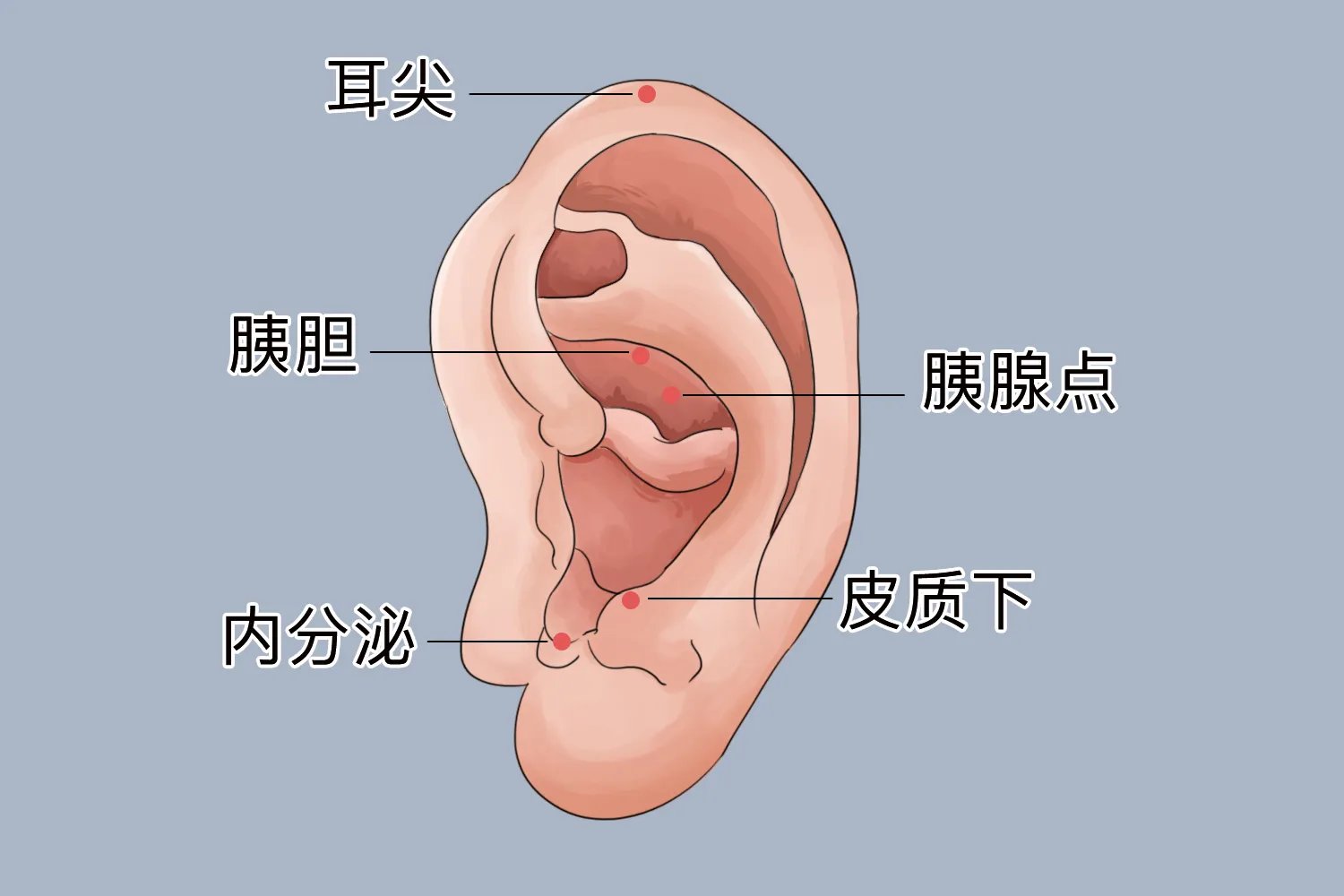 胰腺点准确位置示意图