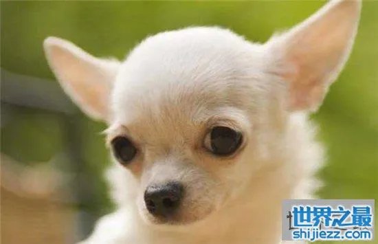 宠物狗金娃娃历史最悠久，精力充沛非常适合家养 